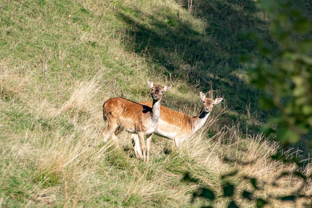 Damhirsche im hofeigenen Wildgehege