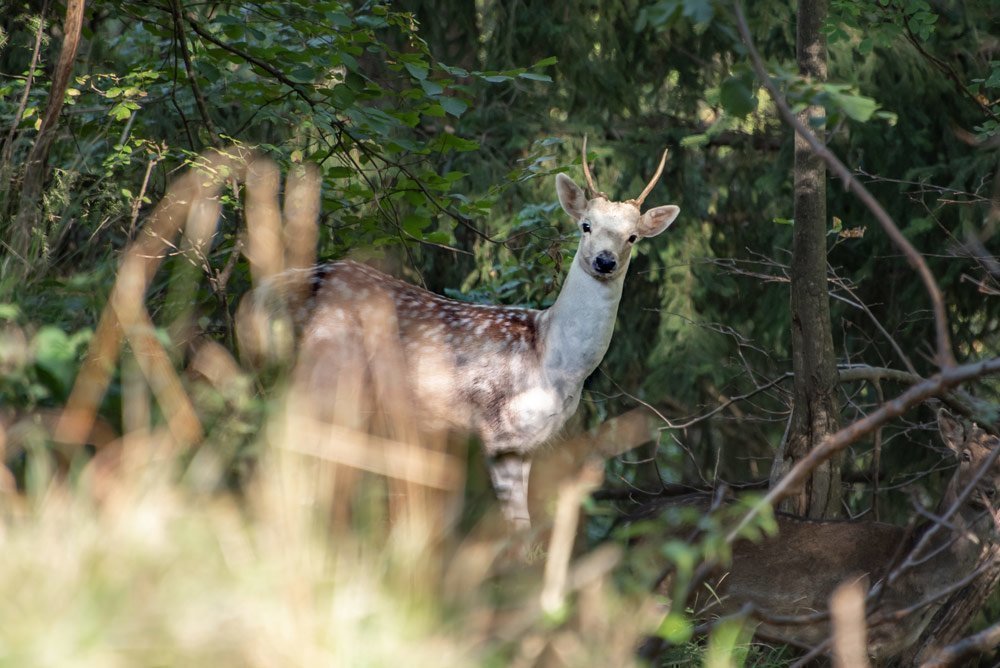 Damhirsche im hofeigenen Wildgehege