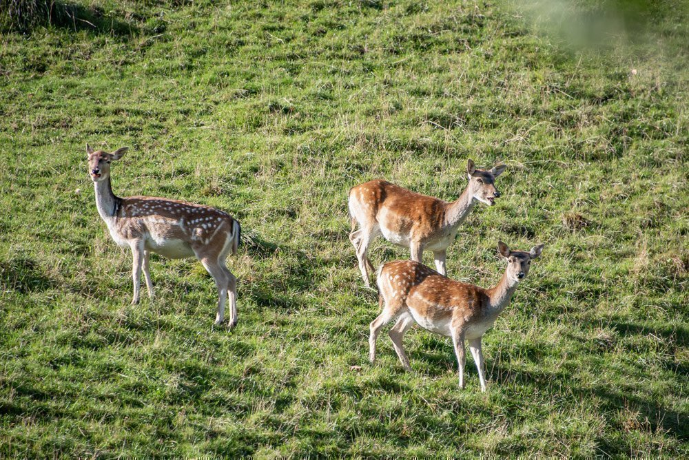 Damhirsche im hofeigenen Wildgehege