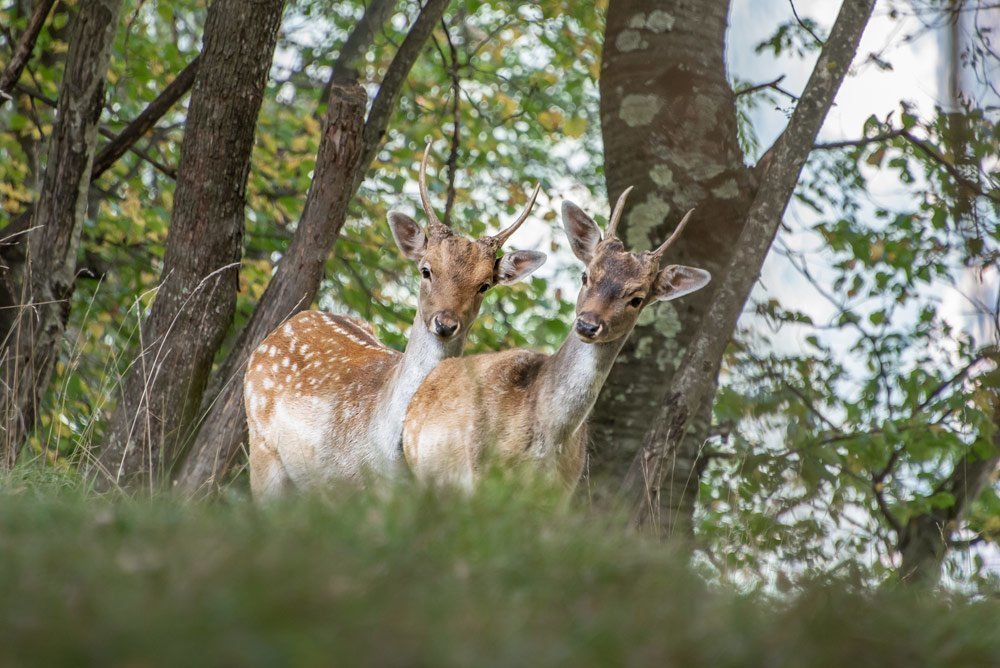 Damhirsche im hofeigenen Wildgehege