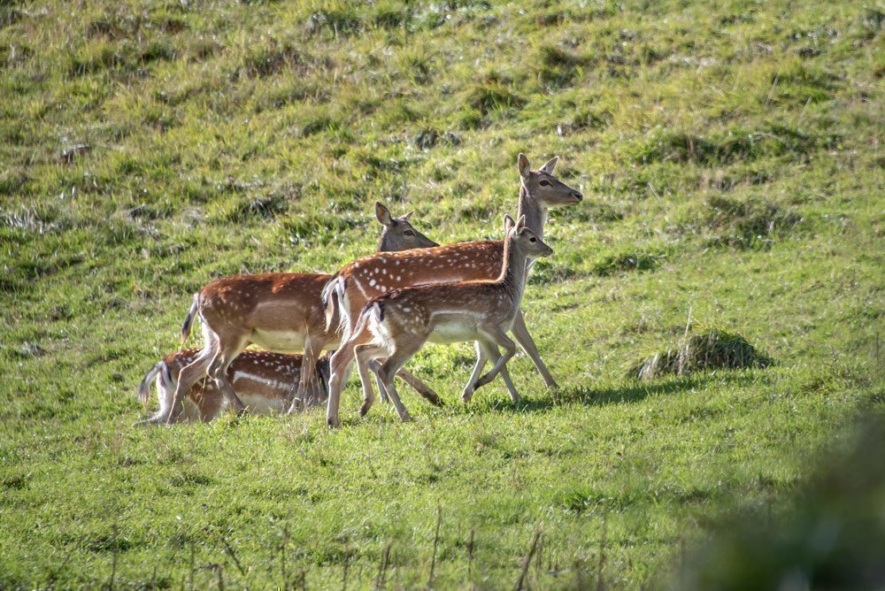 Damhirsche im hofeigenen Wildgehege